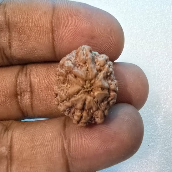 7 Mukhi Rudraksha Certified Original Bead for Wealth, Health & Good Fortune 7 Mukhi Rudraksha Certified Original Bead for Wealth, Health & Good Fortune
